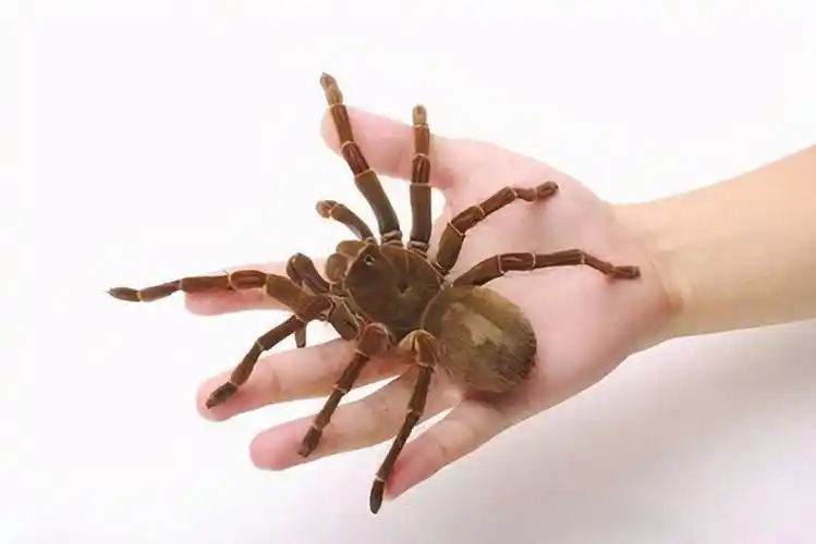 原创海外情侣野外发现新物种细看竟是稀有蜘蛛背上西瓜爬行