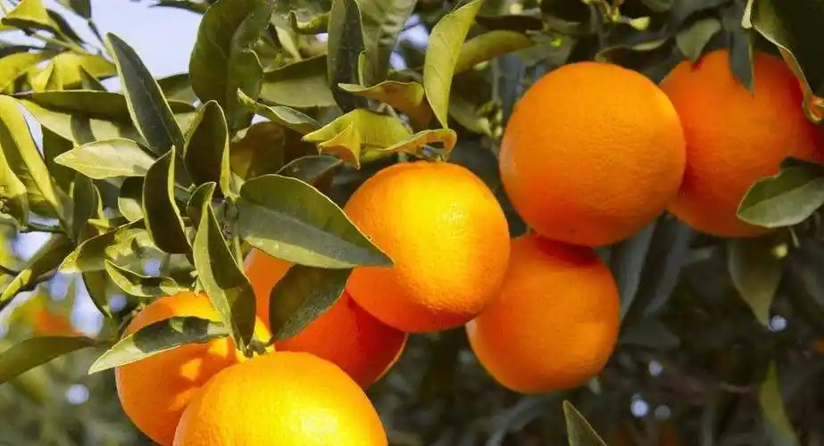 冬天吃橙子对身体有很多健康益处,有几点需要注意,越早知道,越早受益,