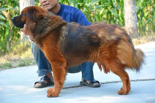 自家养大的混血藏獒转让,价格实惠,机不可失