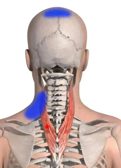 二,颈夹肌如果觉得难以控制的话,可以用食指放在下巴的位置,指引你
