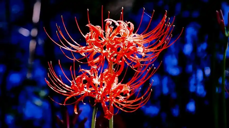 "彼岸花,见花不见叶,花叶永不见—永恒的思念"