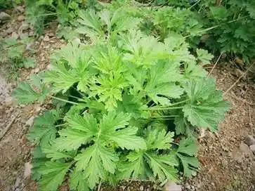 益母草的功效和作用 益母草的功效和作用及禁忌