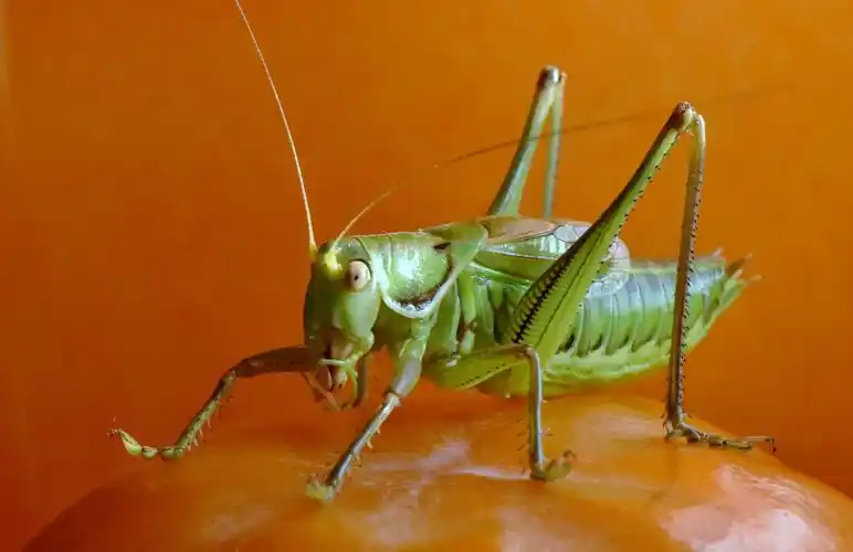 冬季里的鸣虫蝈蝈