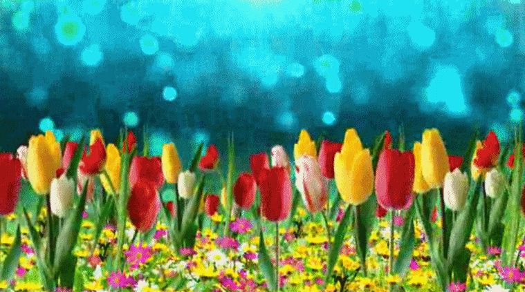 【gif-动图】— 用抠抠视频秀生成的gif动画(素材) - 夕阳无限美