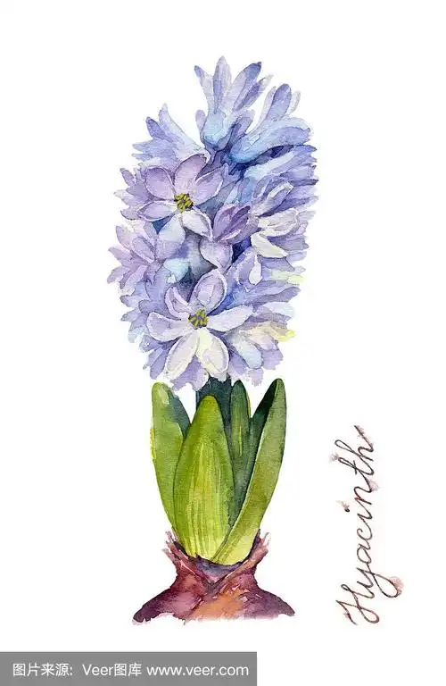 白色背景上盛开的风信子的紫色花朵.水彩插图.