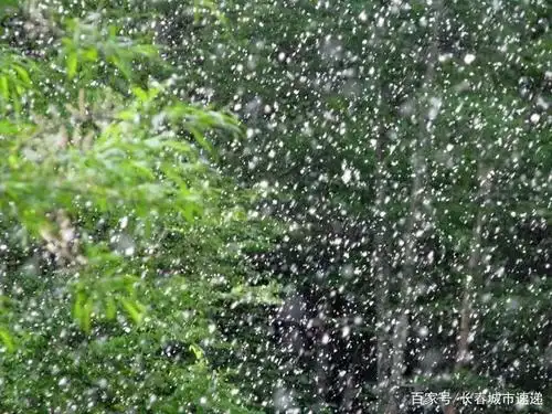 又是一年柳絮纷飞 如何防止柳絮过敏呢?