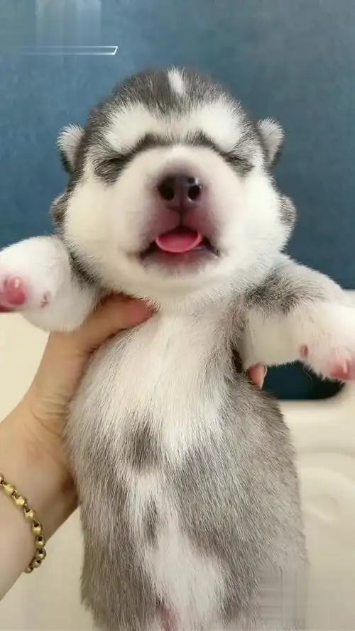 来咯来啦小奶狗 哈士奇 阔爱炸了