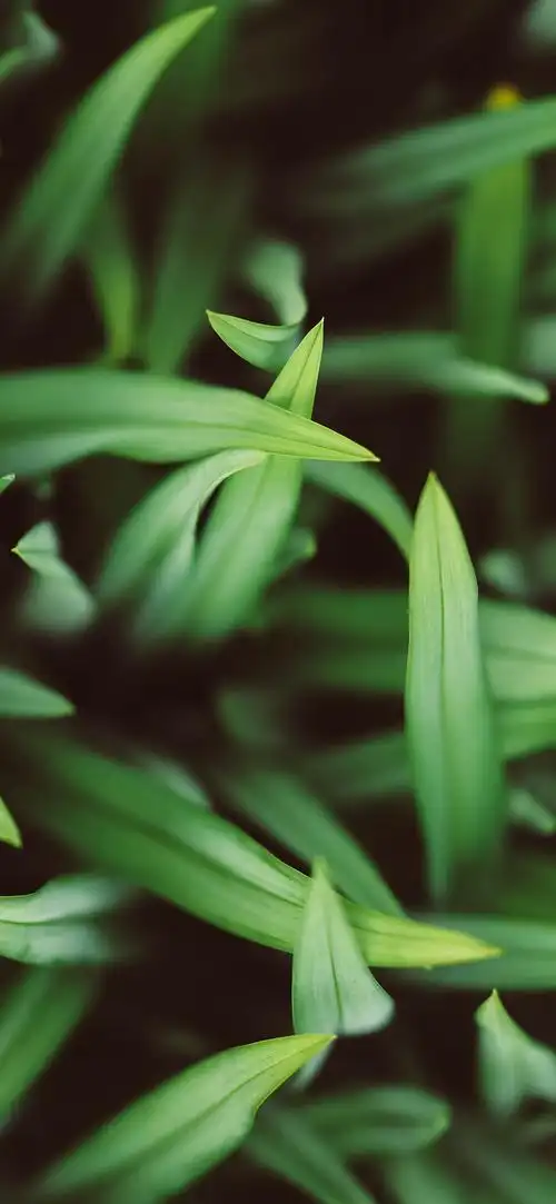 绿色 护眼壁纸!喜欢抱图