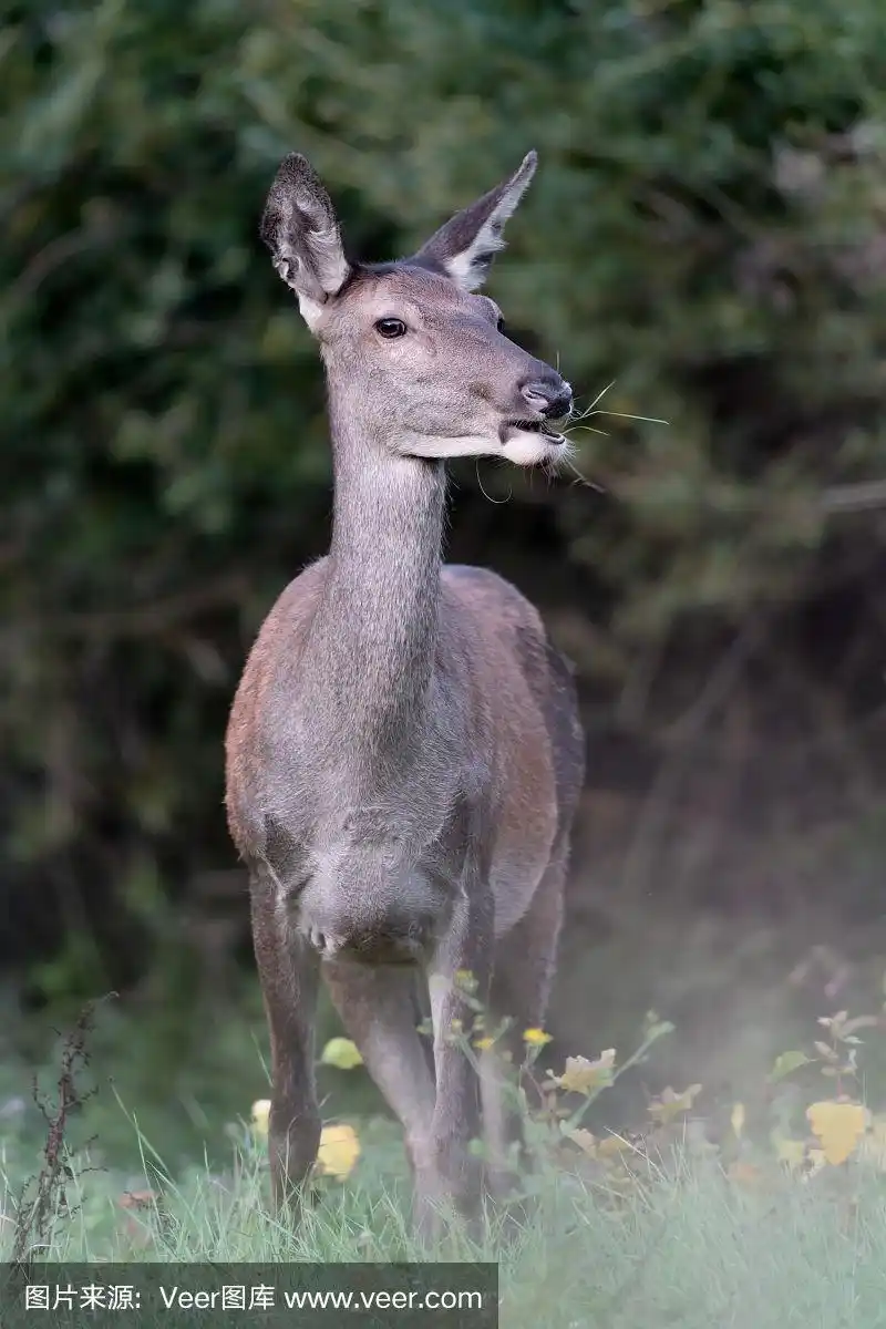 林地雌性马鹿(麋鹿)
