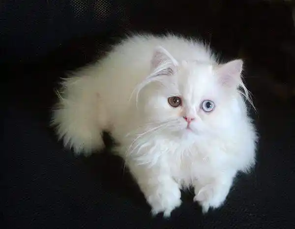 波斯猫有泪痕怎么办?