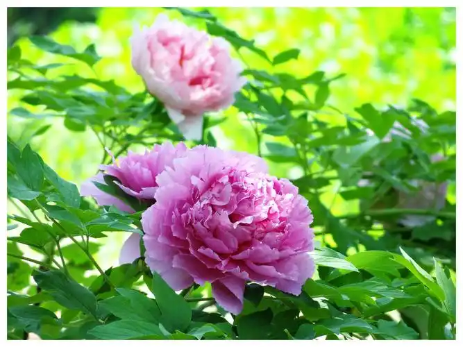 花都花似锦 牡丹冠群芳 - 美篇