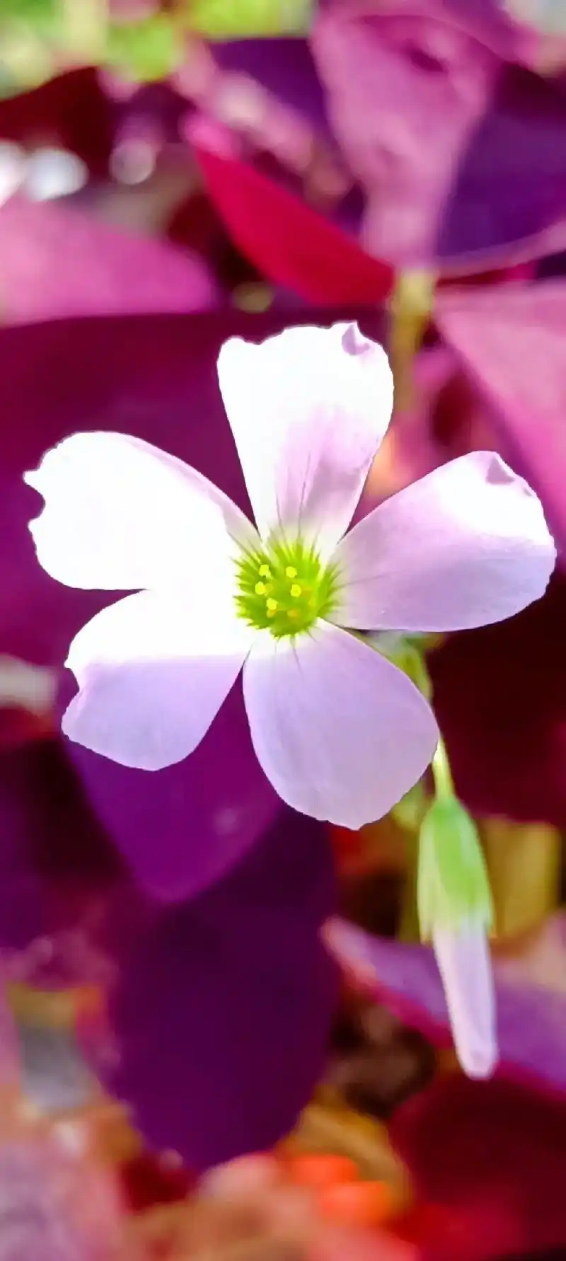 紫叶酢漿草,也称为紫色幸运草,寓意着守护幸福,带来好运