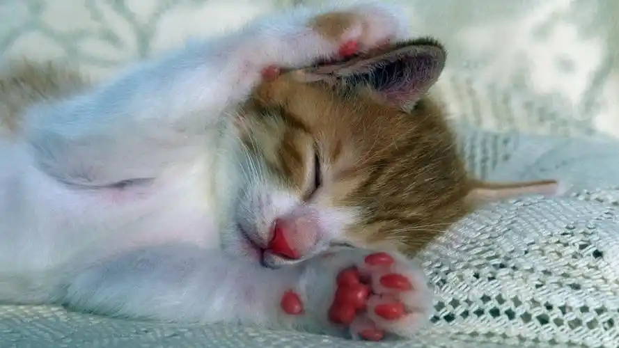 睡梦中的小猫图片1214