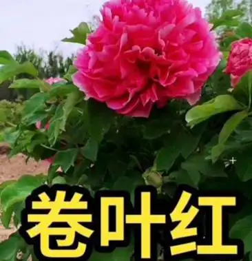 [牡丹批发]观赏牡丹:卷叶红价格5.00元/棵 - 一亩田