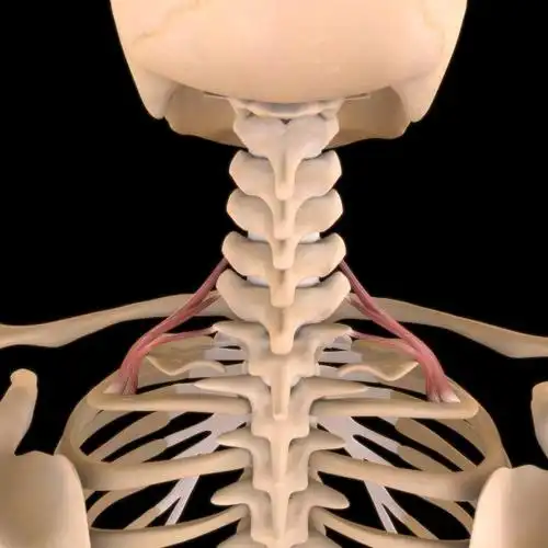 后斜角肌解剖医学概念3d插图图片