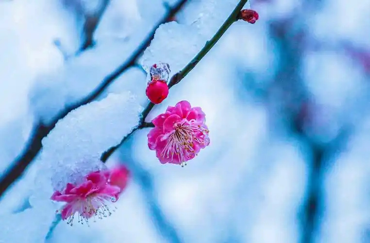 雪中梅花笑迎春