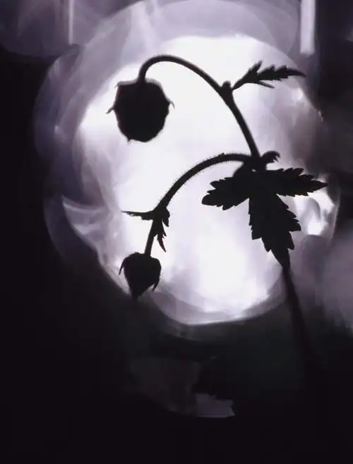 无人,竖图,黑白,室外,夜晚,正面,爱情,幸福,纯洁,热情,玫瑰,照明,瑞典