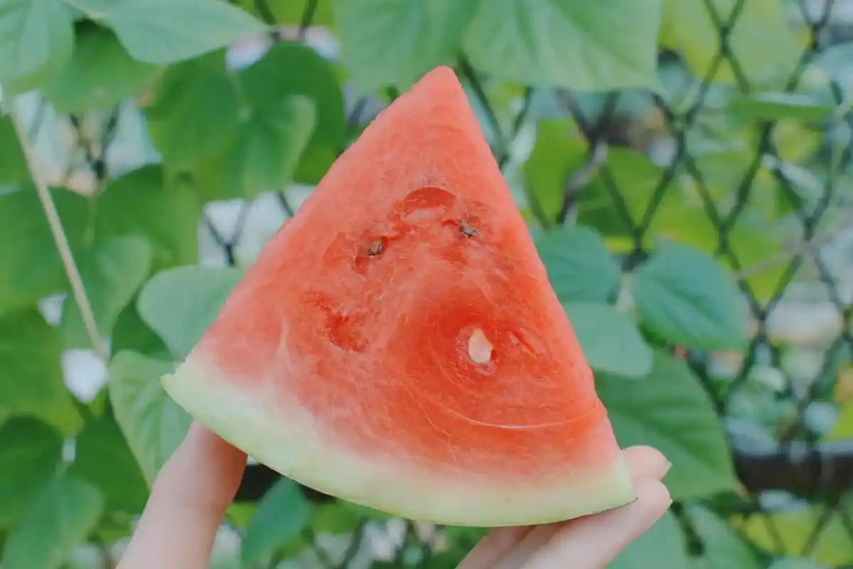西瓜是什么味道? 夏天的味道!#夏日写真 - 抖音