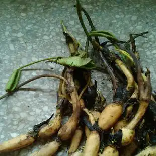 藕根块 碗莲种根 水生水培植物 品种齐全 基地直销 量大从优