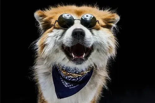 社会摄影师的社会狗