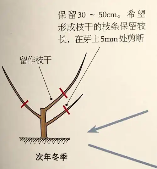 朱砂红梅一年生枝条的修剪粗枝的修剪徒长枝的修剪徒长枝基本不形成