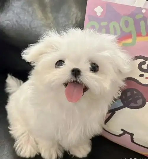 是冬日小熊,想养只小狗,出门就是圆滚滚小熊溜胖乎乎小狗 - 抖音