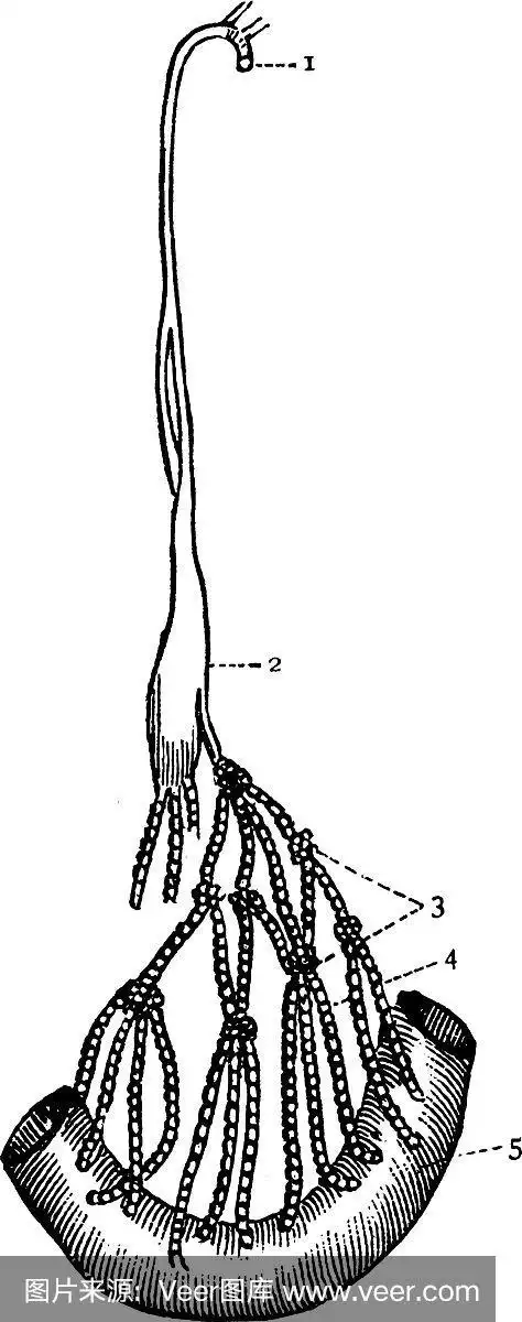 胸导管和乳糜管