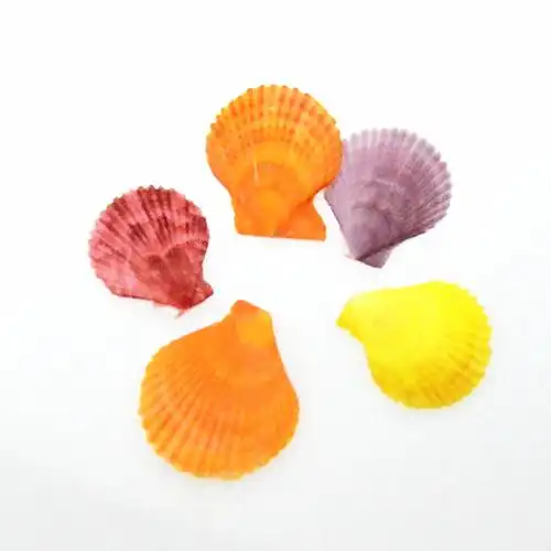 特价天然彩色海贝壳鱼缸水族箱造景装饰家居创意海螺