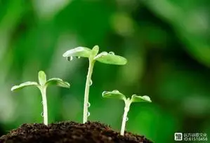 【远方】贵州《二月初惊见草芽》作者·王文学 主播·帆