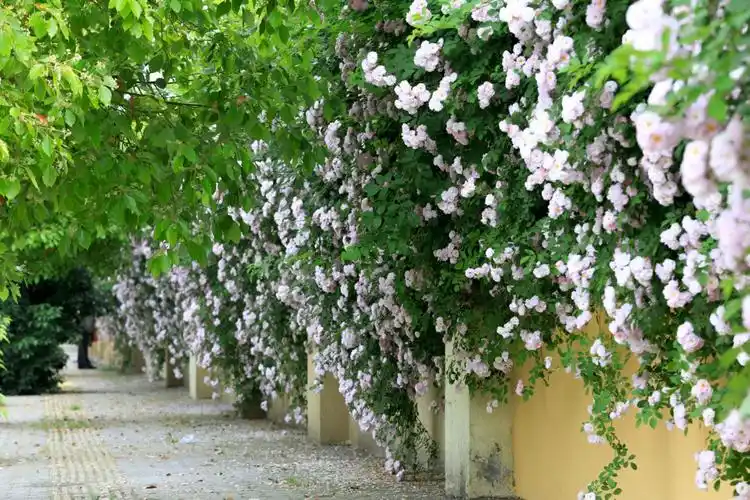 玉女翠帷薰,香粉开妆面.不是占春迟,羞被群花见.——花墙路蔷薇花印象