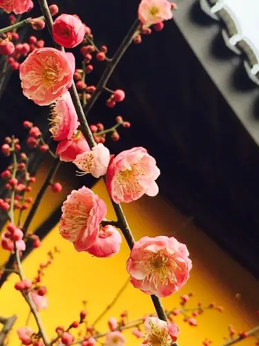 大自然的美无数,唯独梅花迎雪吐艳,铁骨冰心凌寒飘香, - 美篇