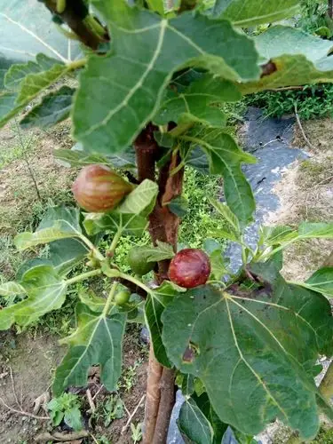 无花果品种介绍