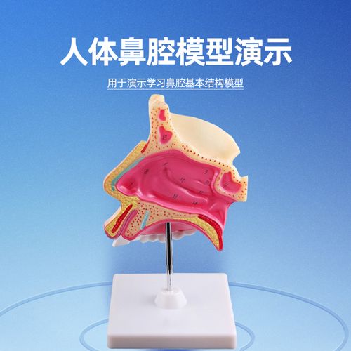 人体鼻腔解剖模型放大鼻子结构模型耳鼻喉科医学演示教具初高中生物