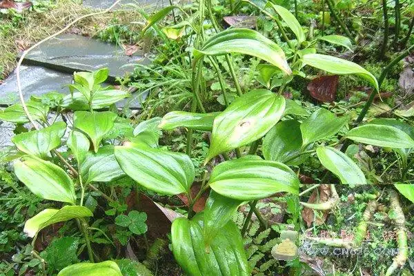 中草药图片大全之补虚用药篇