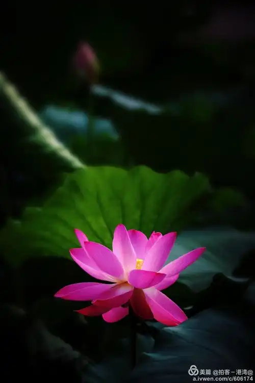 莲花与佛教结了不解之缘,佛教在很多地方都是以莲为代表,可以说莲