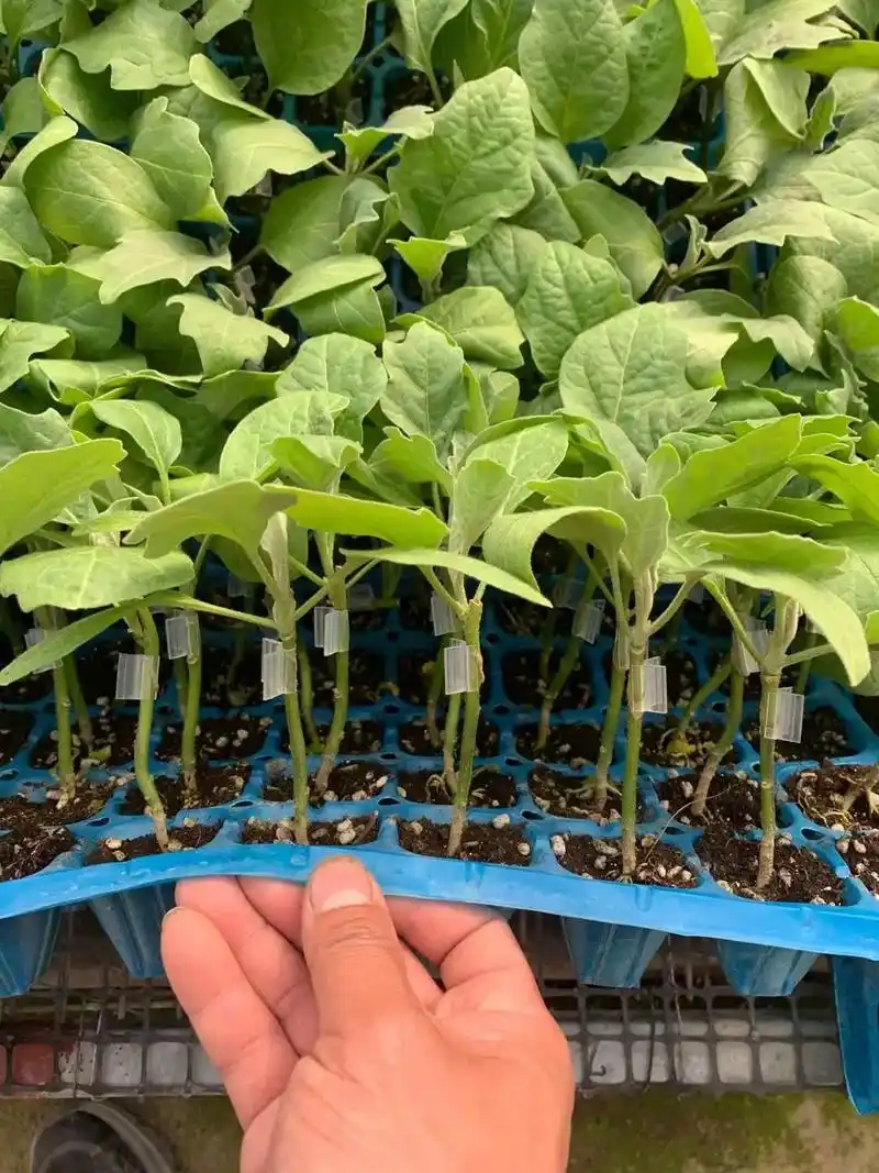 各个品种的茄子苗陆续出苗中苗子质量非常好需要的联系我财 - 抖音