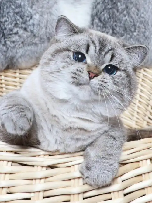 写在最前 关于重点色英国短毛猫