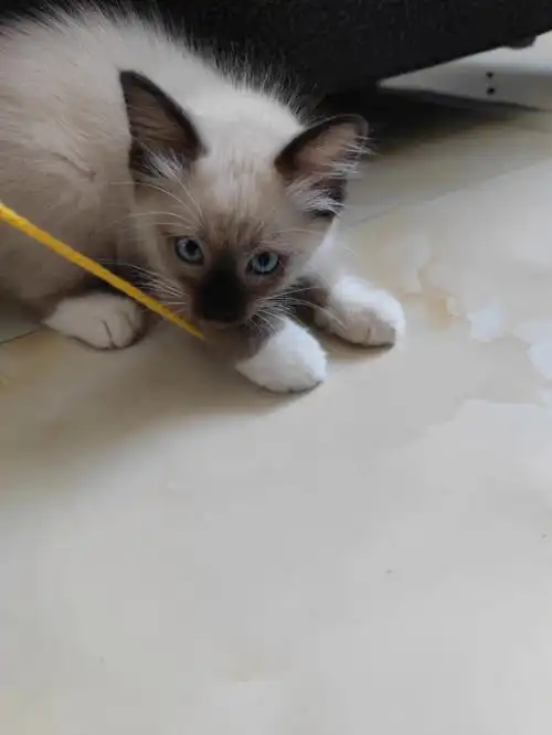 暹罗还是英短重点色