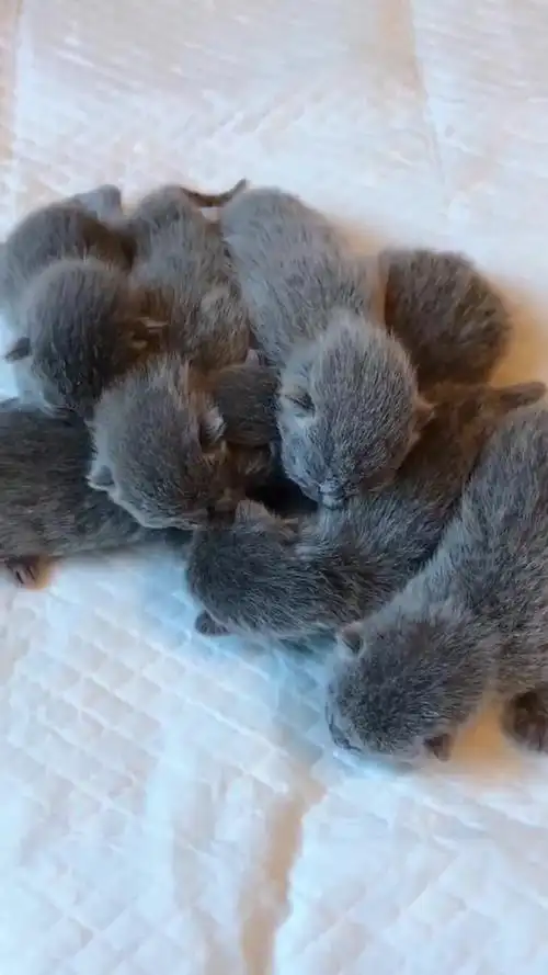 刚出生不久的小奶猫第一次睁开眼睛看世界好可爱啊