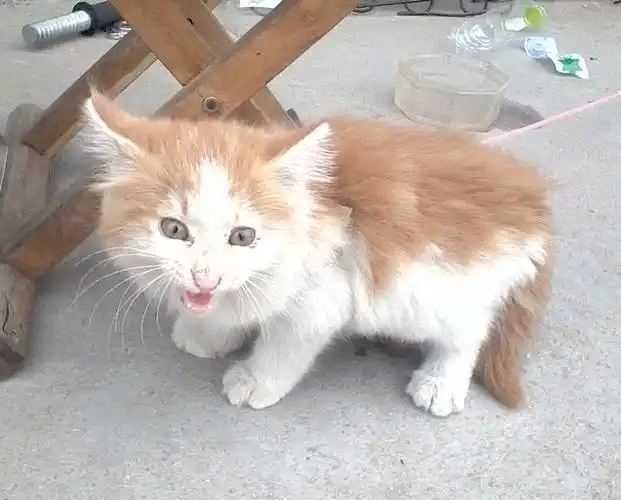 请大神看一下这只猫咪是什么品种的串