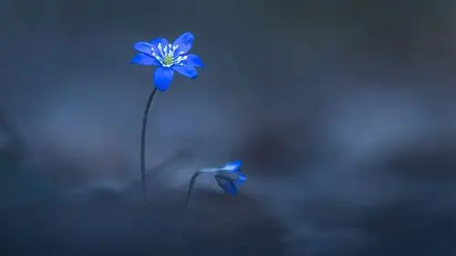 小清新植物微距摄影高清宽屏桌面壁纸