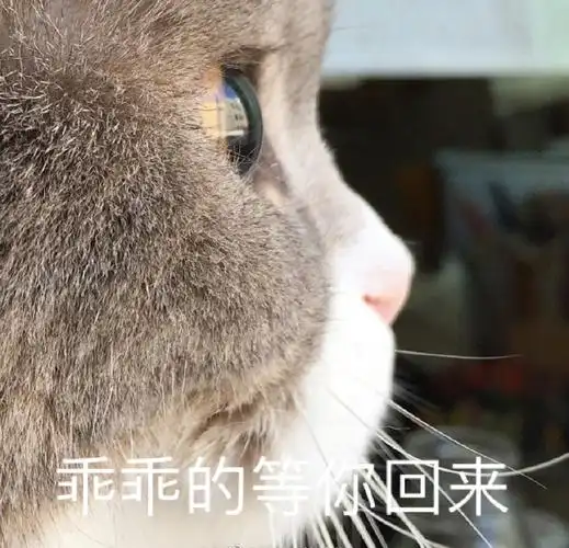 萌宠 喵星人 乖乖的 等你回来 搞怪 逗