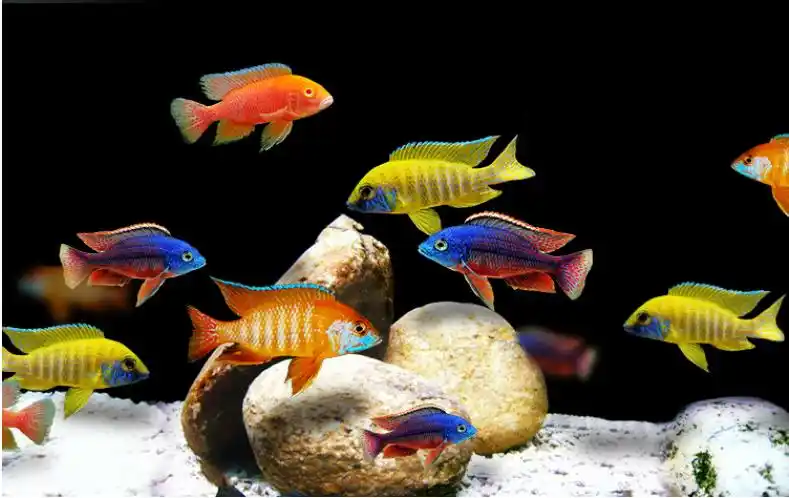 入门热带观赏鱼小型三湖慈鲷非洲王子阿里阿里雪鱼