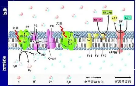 p>光反应(light reaction)是指只发生在光照下,由光引起的反应.
