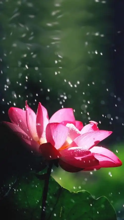 仲夏时节荷花盛开