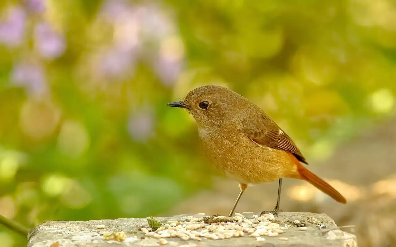 可爱北红尾鸲高清电脑壁纸