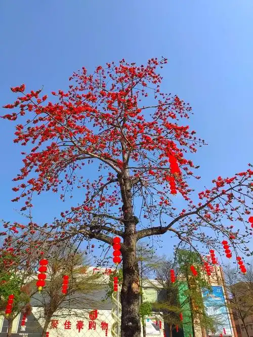 富贵吉祥的木棉花是广东人的精神象征更是广东人的乡愁