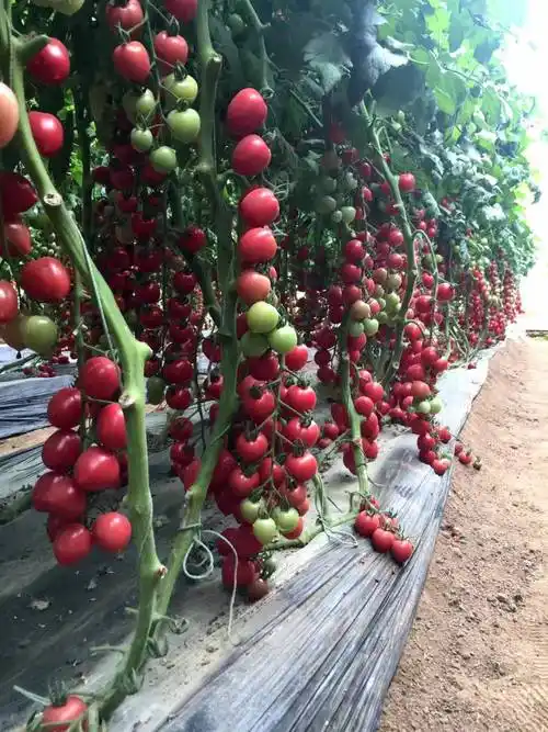 千禧西红柿苗贝贝西红柿苗抗病毒耐裂口感好小西红柿苗图片