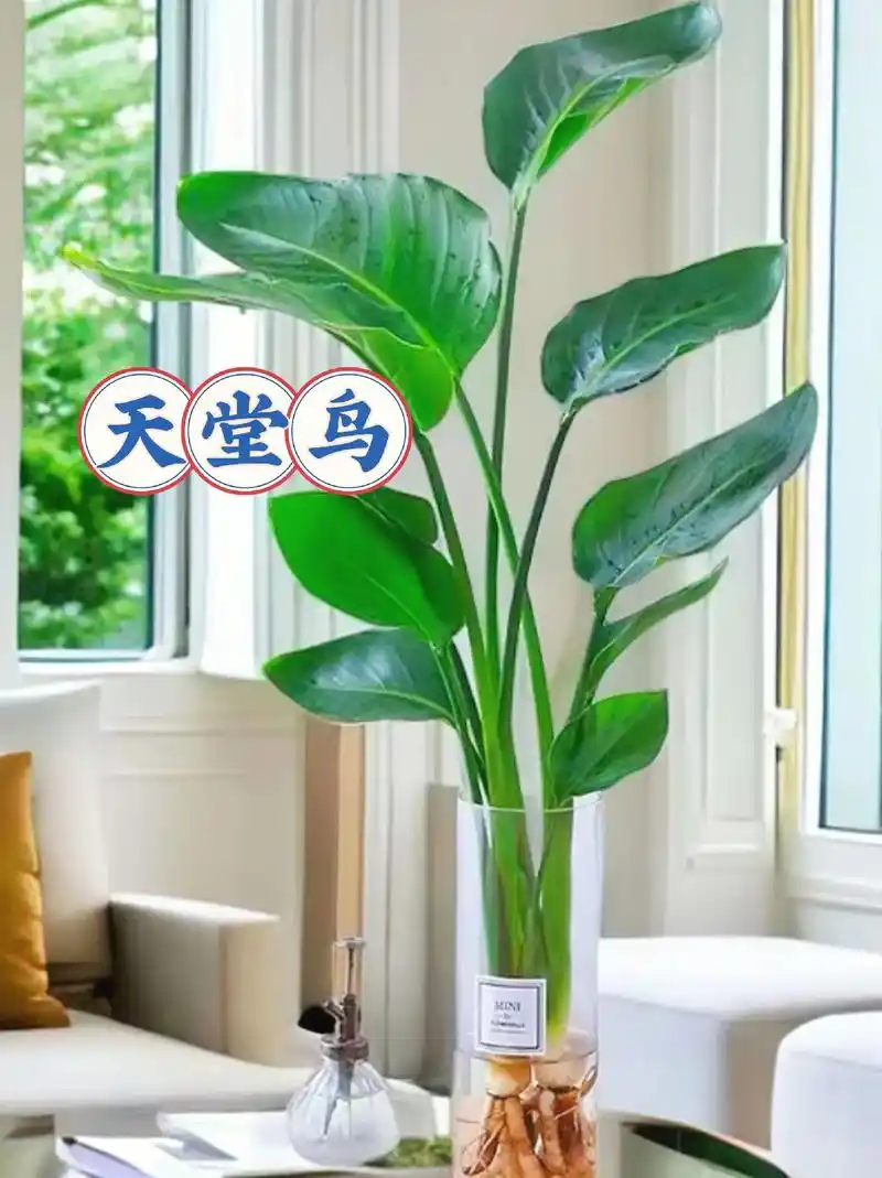 天堂鸟绿植