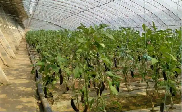 茄子在夏天结果少,是哪方面的因素?种植户要学会这些